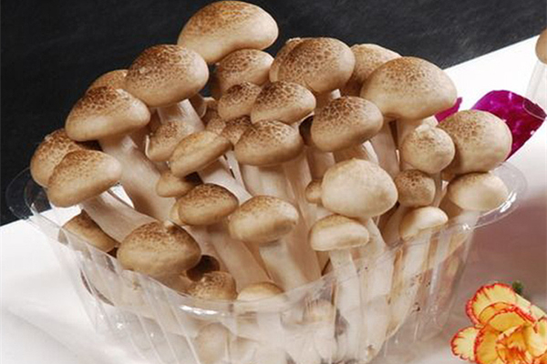 蟹味菇可以和雞蛋一起吃嗎 蟹味菇和什么搭配最好 蟹味菇可以和雞蛋一起吃嗎 蟹味菇和什么搭配最好