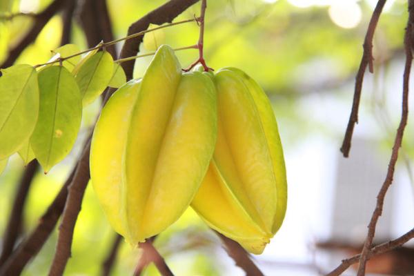 楊桃可以減肥嗎 楊桃可以止咳嗎 楊桃可以減肥嗎 楊桃可以止咳嗎