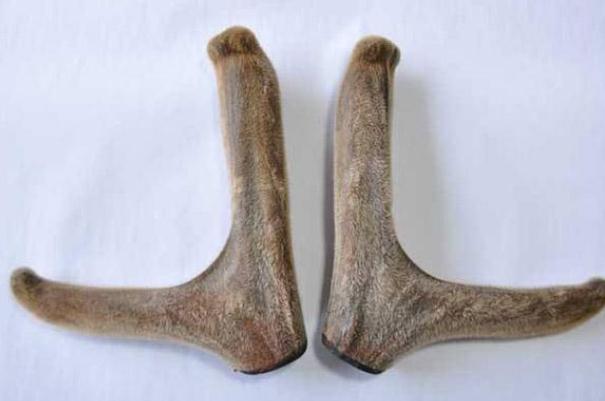 鹿茸片有什么用 鹿茸片有保質期嗎 鹿茸片有什么用 鹿茸片有保質期嗎