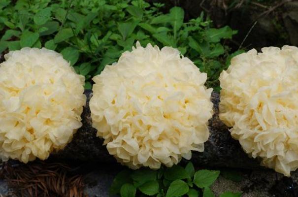 銀耳對孕婦的好處 懷孕吃銀耳的好處