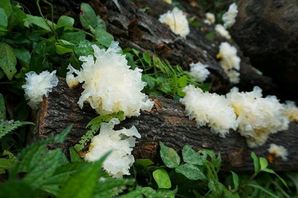 銀耳要提前泡發(fā)多久 銀耳泡一晚上可以嗎 銀耳要提前泡發(fā)多久 銀耳泡一晚上可以嗎