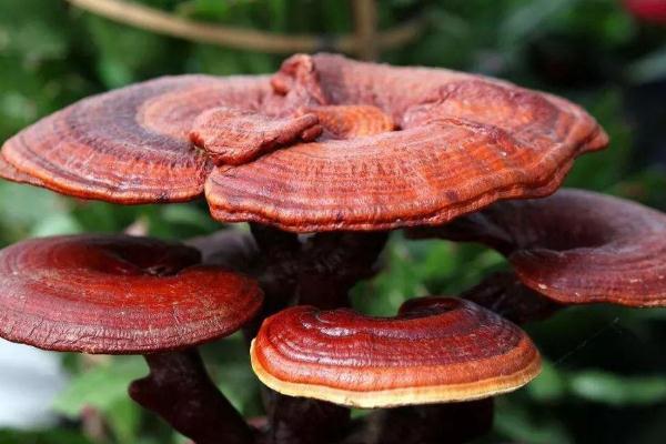 靈芝的功效與作用 靈芝的正確吃法 靈芝的功效與作用 靈芝的正確吃法