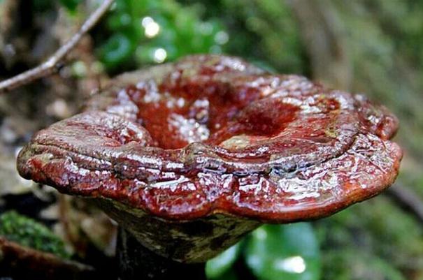 靈芝能抗癌嗎 靈芝可以長(zhǎng)期吃嗎