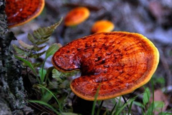 靈芝能抗癌嗎 靈芝可以長(zhǎng)期吃嗎