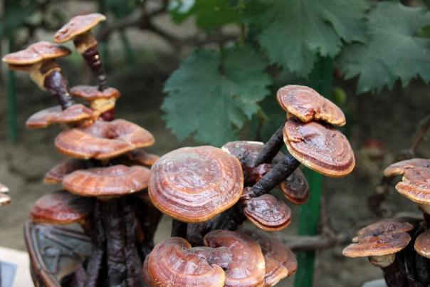靈芝對(duì)痛風(fēng)有效果嗎 靈芝對(duì)糖尿病的作用 靈芝對(duì)痛風(fēng)有效果嗎 靈芝對(duì)糖尿病的作用