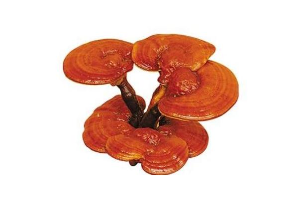 靈芝的功效與作用 靈芝的正確吃法 靈芝的功效與作用 靈芝的正確吃法