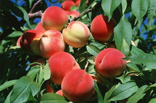 水蜜桃對胃好嗎 胃不好的人能吃水蜜桃嗎 水蜜桃對胃好嗎 胃不好的人能吃水蜜桃嗎