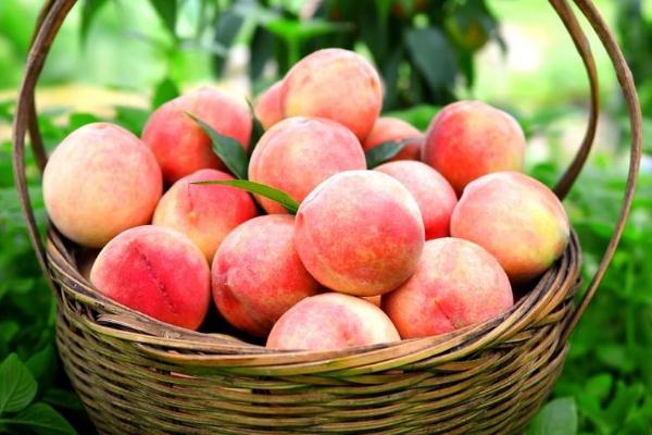 水蜜桃能和牛奶一起吃嗎 水蜜桃能和芒果一起吃嗎 水蜜桃能和牛奶一起吃嗎 水蜜桃能和芒果一起吃嗎