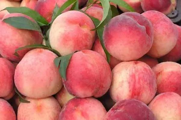 水蜜桃會(huì)上火嗎 水蜜桃上火還是降火 水蜜桃會(huì)上火嗎 水蜜桃上火還是降火