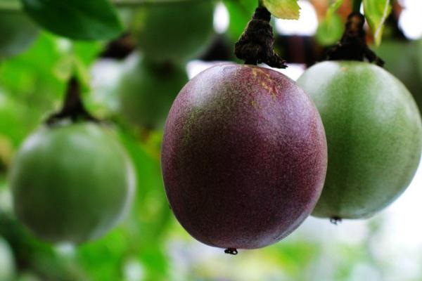 羅漢果有毒副作用嗎 羅漢果會升高血糖嗎 羅漢果有毒副作用嗎 羅漢果會升高血糖嗎