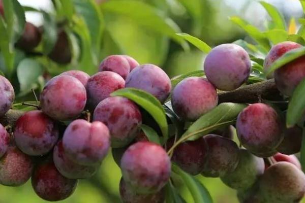 吃李子血糖會(huì)升高嗎 血糖高能吃李子嗎 吃李子血糖會(huì)升高嗎 血糖高能吃李子嗎