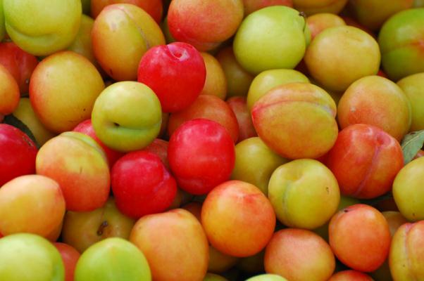 吃李子血糖會(huì)升高嗎 血糖高能吃李子嗎 吃李子血糖會(huì)升高嗎 血糖高能吃李子嗎