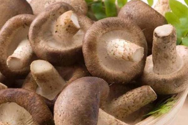 香菇有毒性嗎 新鮮香菇不過水有毒嗎 香菇有毒性嗎 新鮮香菇不過水有毒嗎