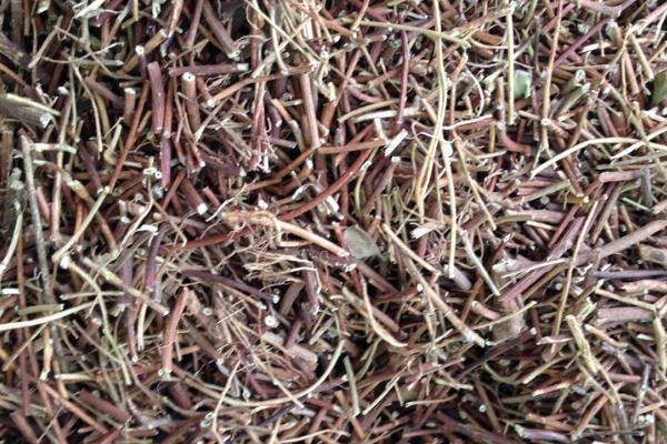 雞骨草對膽囊炎有效果嗎 雞骨草可以長期泡水喝嗎 雞骨草對膽囊炎有效果嗎 雞骨草可以長期泡水喝嗎