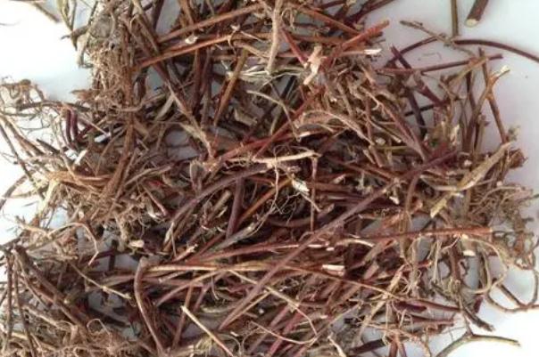 雞骨草對膽囊炎有效果嗎 雞骨草可以長期泡水喝嗎 雞骨草對膽囊炎有效果嗎 雞骨草可以長期泡水喝嗎