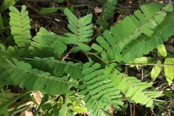 雞骨草對膽囊炎有效果嗎 雞骨草可以長期泡水喝嗎 雞骨草對膽囊炎有效果嗎 雞骨草可以長期泡水喝嗎