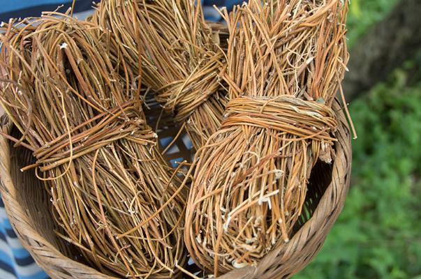 雞骨草泡水幾天一次 雞骨草泡水一次放多少 雞骨草泡水幾天一次 雞骨草泡水一次放多少