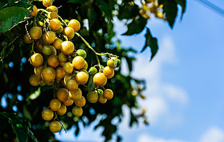 女人吃黃皮果有什么好處 孕婦吃黃皮果對(duì)胎兒有什么好處 女人吃黃皮果有什么好處 孕婦吃黃皮果對(duì)胎兒有什么好處