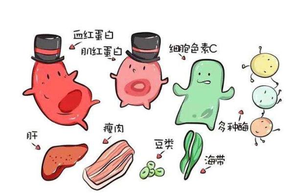 嬰兒缺鐵性貧血嚴(yán)重會(huì)怎么樣 嬰兒缺鐵性貧血吃什么藥效果好 嬰兒缺鐵性貧血嚴(yán)重會(huì)怎么樣 嬰兒缺鐵性貧血吃什么藥效果好