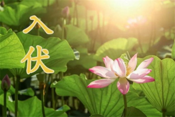 入伏要注意什么 入伏怎么養(yǎng)生 入伏要注意什么 入伏怎么養(yǎng)生