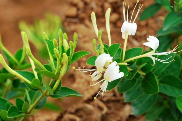 金銀花對(duì)咽喉炎有效果嗎 金銀花可以直接泡水喝嗎 金銀花對(duì)咽喉炎有效果嗎 金銀花可以直接泡水喝嗎