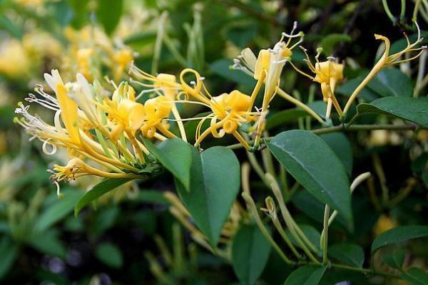 金銀花有沒有毒 金銀花有幾種品種 金銀花有沒有毒 金銀花有幾種品種