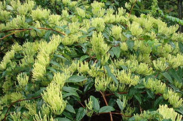 金銀花對前列腺炎有作用嗎 金銀花能治前列腺炎嗎 金銀花對前列腺炎有作用嗎 金銀花能治前列腺炎嗎