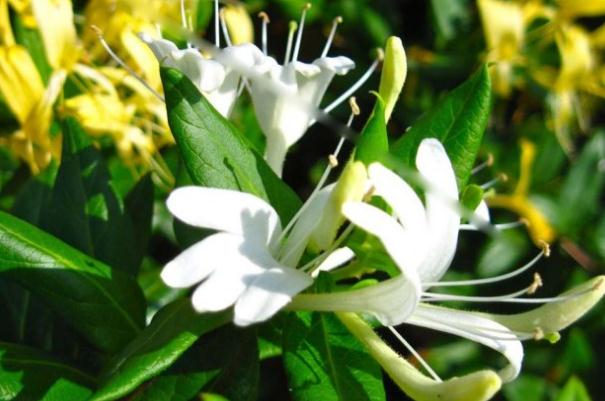 金銀花有什么藥用價(jià)值 金銀花有毛絨的好還是沒有毛絨的好