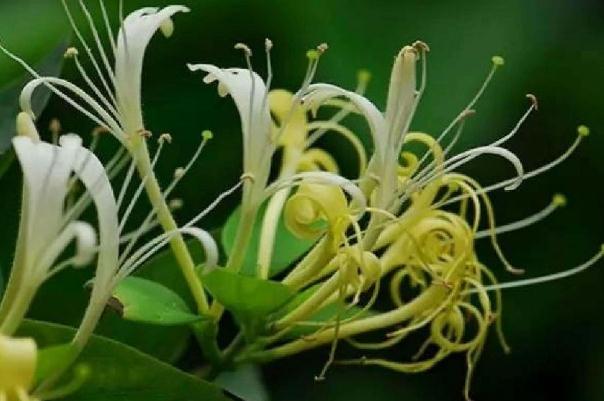 金銀花會(huì)拉肚子嗎 金銀花拉肚子能喝嗎 金銀花會(huì)拉肚子嗎 金銀花拉肚子能喝嗎