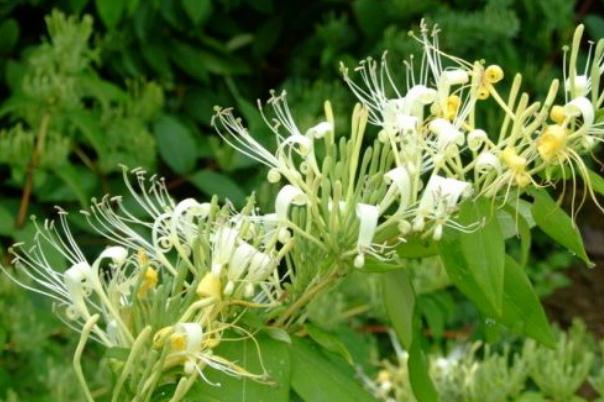 金銀花有沒有毒 金銀花有幾種品種 金銀花有沒有毒 金銀花有幾種品種