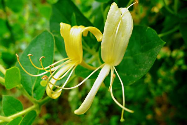 金銀花對濕疹有作用嗎 金銀花對肺結節(jié)有什么好處 金銀花對濕疹有作用嗎 金銀花對肺結節(jié)有什么好處