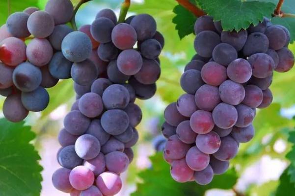 巨峰葡萄是涼性還是熱性 巨峰葡萄是哪里產的 巨峰葡萄是涼性還是熱性 巨峰葡萄是哪里產的