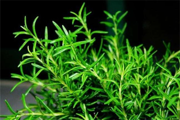 迷迭香有驅(qū)蚊的作用嗎 迷迭香驅(qū)蚊效果好嗎 迷迭香有驅(qū)蚊的作用嗎 迷迭香驅(qū)蚊效果好嗎