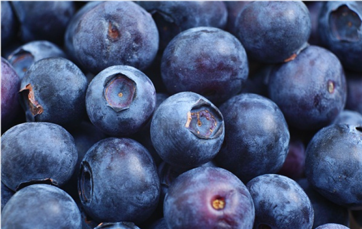 藍(lán)莓vc含量高嗎 藍(lán)莓通便嗎 藍(lán)莓vc含量高嗎 藍(lán)莓通便嗎