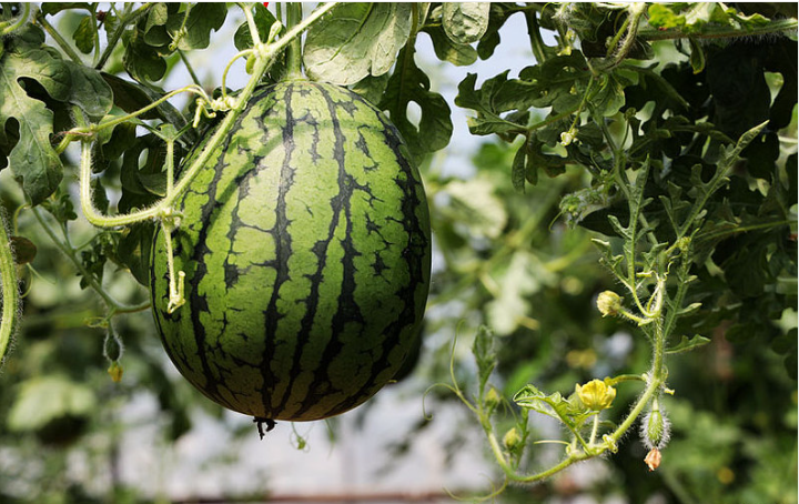 懷孕能吃西瓜嗎 孕婦能不能吃西瓜 懷孕能吃西瓜嗎 孕婦能不能吃西瓜