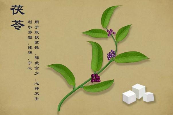 茯苓的功效與作用 茯苓的副作用 茯苓的功效與作用 茯苓的副作用