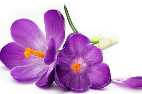 藏紅花一次泡幾根最好 藏紅花男人可以喝嗎 藏紅花一次泡幾根最好 藏紅花男人可以喝嗎