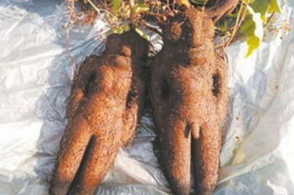 何首烏泡水喝的功效 何首烏泡水能經常喝嗎