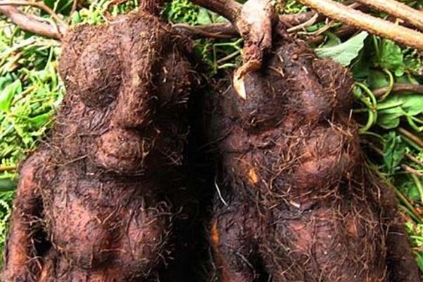 何首烏泡水喝的功效 何首烏泡水能經常喝嗎