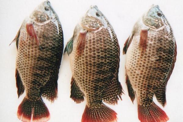 吃羅非魚(yú)會(huì)致癌嗎 痛風(fēng)能吃羅非魚(yú)嗎