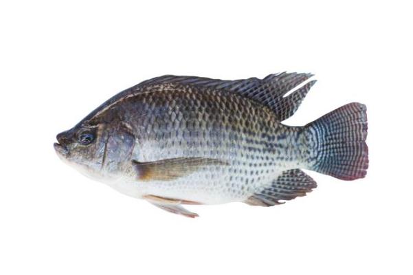 羅非魚(yú)的營(yíng)養(yǎng)價(jià)值及功效 羅非魚(yú)的家常做法 羅非魚(yú)的營(yíng)養(yǎng)價(jià)值及功效 羅非魚(yú)的家常做法