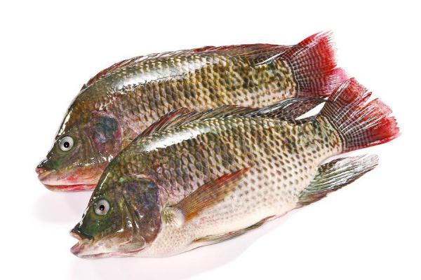 羅非魚(yú)的營(yíng)養(yǎng)價(jià)值及功效 羅非魚(yú)的家常做法 羅非魚(yú)的營(yíng)養(yǎng)價(jià)值及功效 羅非魚(yú)的家常做法