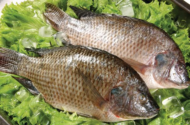 吃羅非魚(yú)會(huì)致癌嗎 痛風(fēng)能吃羅非魚(yú)嗎