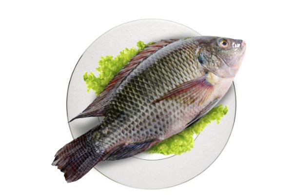 羅非魚(yú)的營(yíng)養(yǎng)價(jià)值及功效 羅非魚(yú)的家常做法 羅非魚(yú)的營(yíng)養(yǎng)價(jià)值及功效 羅非魚(yú)的家常做法