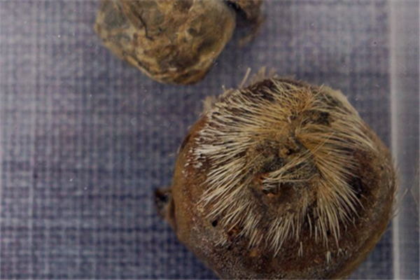 麝香對孕婦的影響 麝香會導(dǎo)致不孕不育嗎 麝香對孕婦的影響 麝香會導(dǎo)致不孕不育嗎