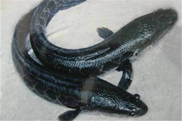 黑魚(yú)有沒(méi)有魚(yú)腥線 黑魚(yú)怎么去腥味 黑魚(yú)有沒(méi)有魚(yú)腥線 黑魚(yú)怎么去腥味