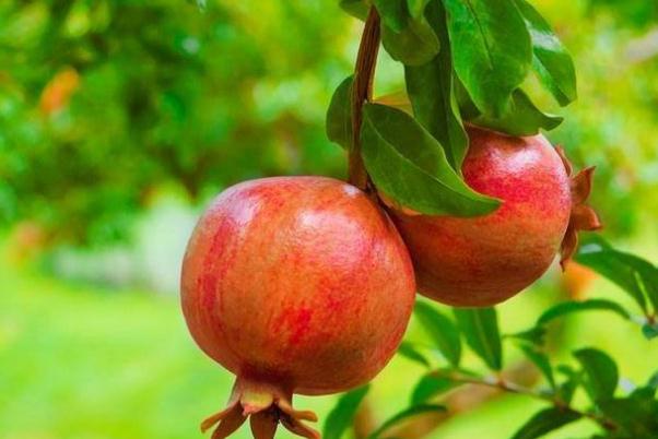 石榴的糖分高嗎 石榴是什么季節(jié)吃的