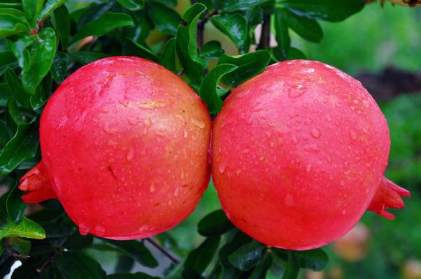 石榴的熱量高嗎 吃石榴會(huì)胖嗎