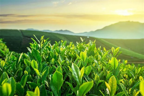 西湖龍井什么時(shí)間喝最好 西湖龍井一天喝多少合適 西湖龍井什么時(shí)間喝最好 西湖龍井一天喝多少合適