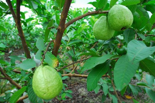 番石榴是什么季節(jié)的水果 番石榴是芭樂嗎 番石榴是什么季節(jié)的水果 番石榴是芭樂嗎